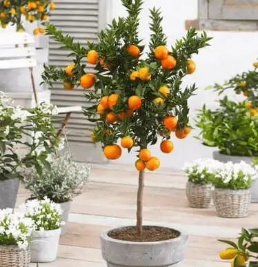 Best Container for Orange Trees