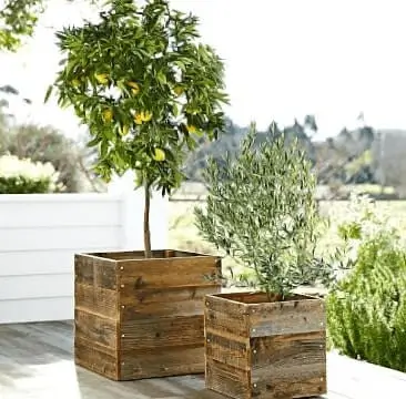 Best Container for Orange Trees