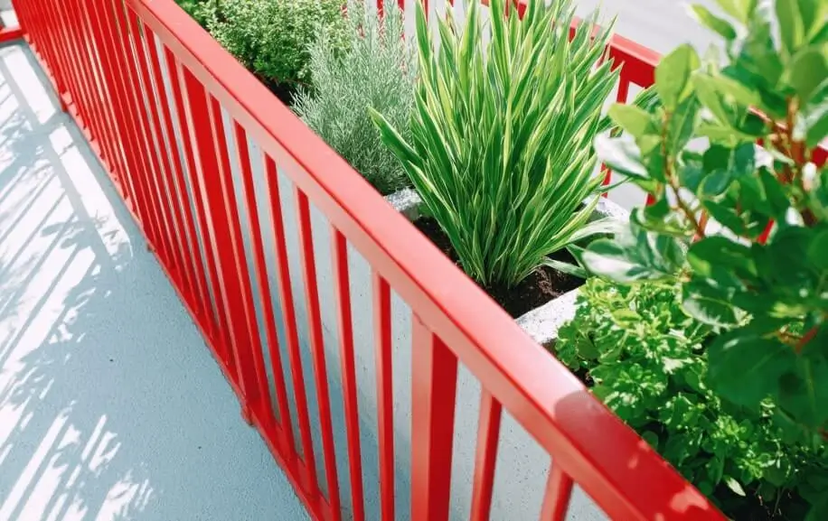 Best Containers for Balcony Fruit Trees