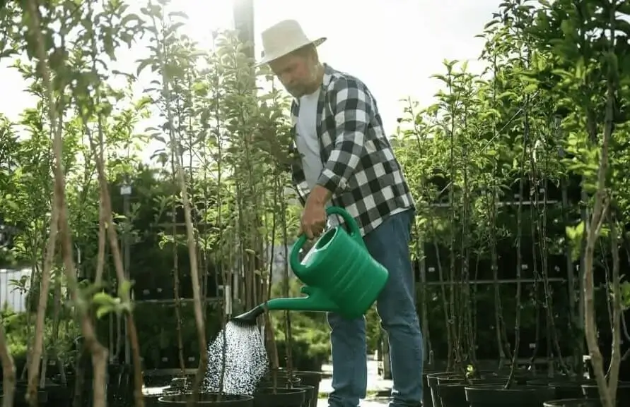 Best Time of Day to Water Fruit Trees