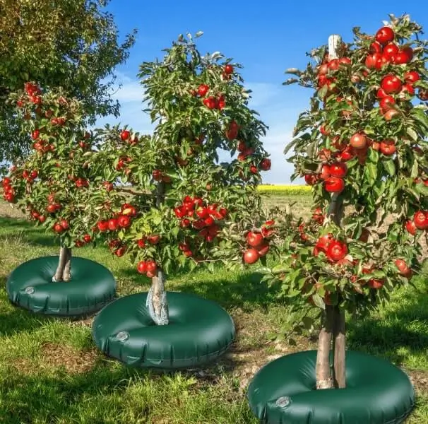 Best Time of Day to Water Fruit Trees