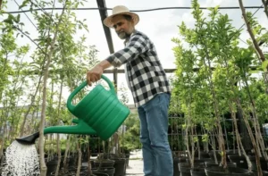 Best Time of Day to Water Fruit Trees