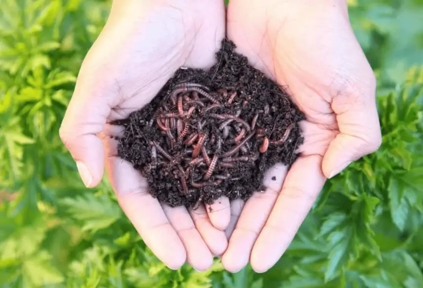 Best organic fertilizer for potted fruit trees
