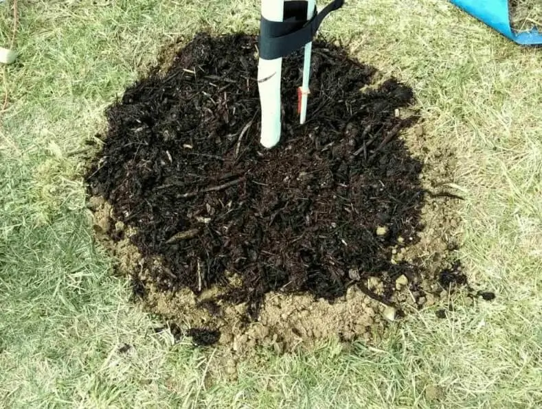 Best organic fertilizer for potted fruit trees