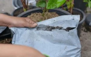 Best organic fertilizer for potted fruit trees