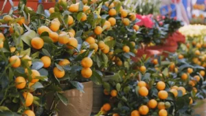 Can fruit trees produce well in containers