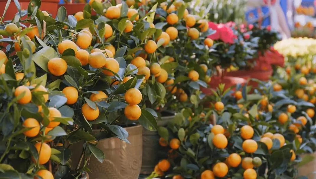 Can fruit trees produce well in containers