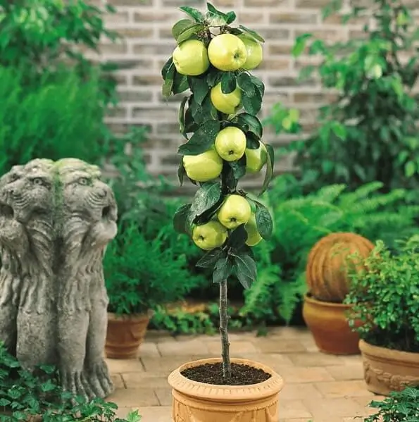 Can You Grow Fruit Trees in Apartments?