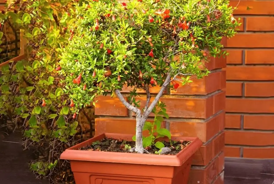 Can You Grow Fruit Trees in Apartments?