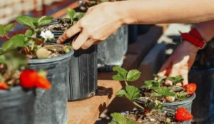 container fruit gardening tips