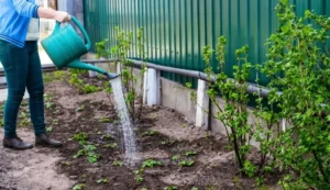 Drainage Tips for Container Fruit Trees