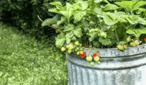 easy fruits to grow in containers