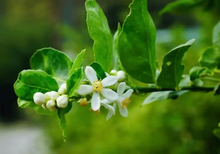 Flowers Falling Off Fruit Trees in Pots