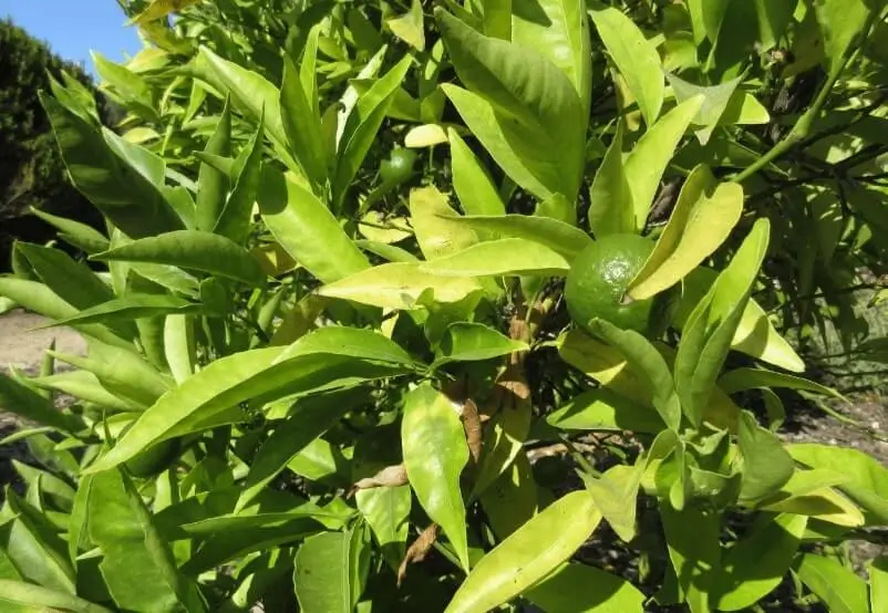 Flowers Falling Off Fruit Trees in Pots