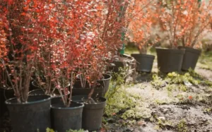 Flowers Falling Off Fruit Trees in Pots