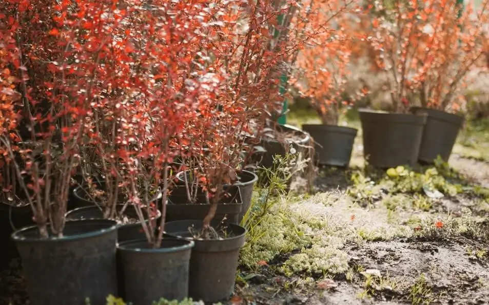 Flowers Falling Off Fruit Trees in Pots