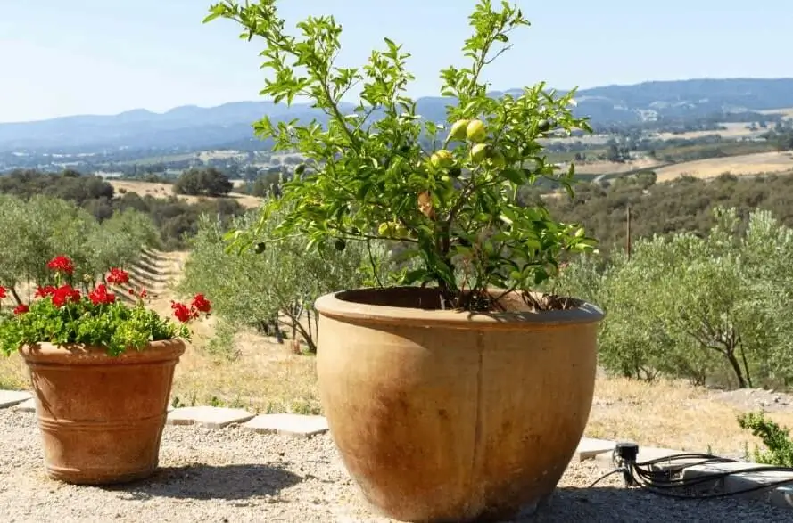Fruit Gardening on a Balcony Step by Step
