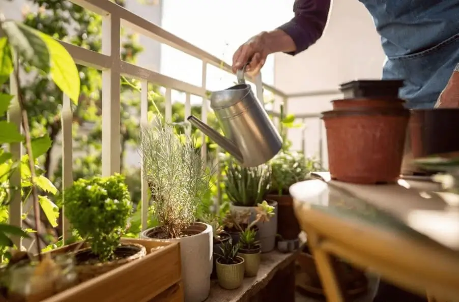 Fruit Gardening on a Balcony Step by Step