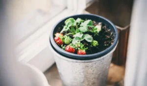 fruit growing in small spaces