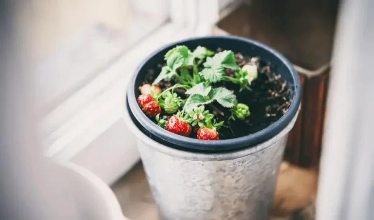 fruit growing in small spaces