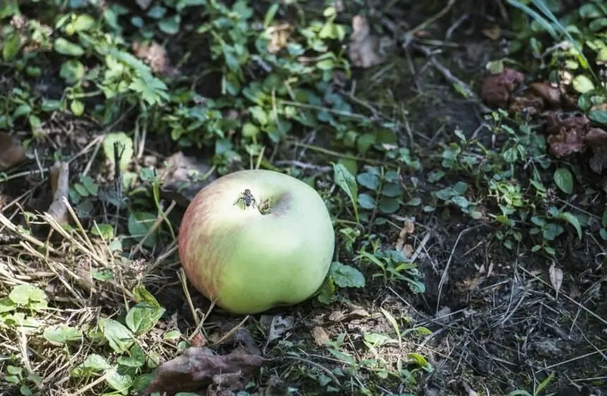 Fruit Trees Dropping Small Fruits