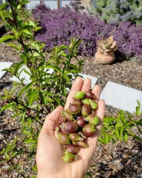 Fruit Trees Dropping Small Fruits