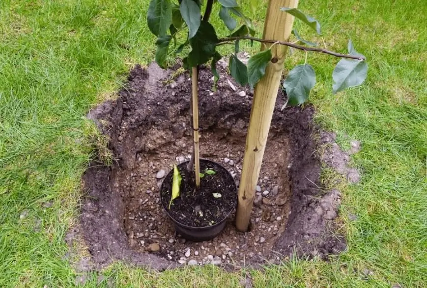 Growing Fruit in Containers vs Ground