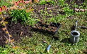 Growing Fruit in Containers vs Ground