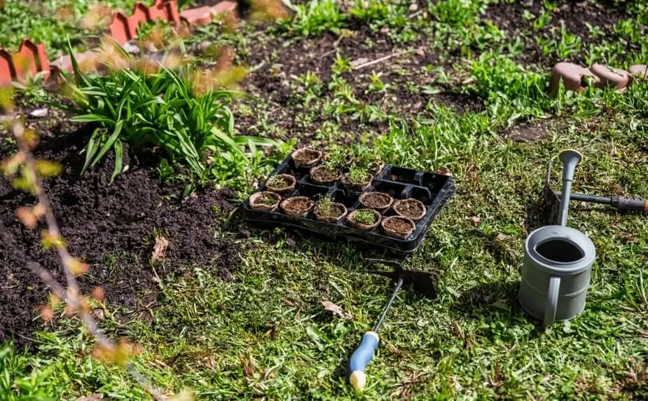 Growing Fruit in Containers vs Ground