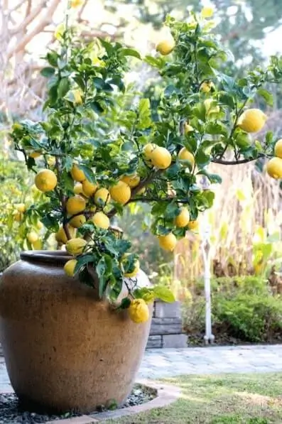Growing Orange Trees in Containers