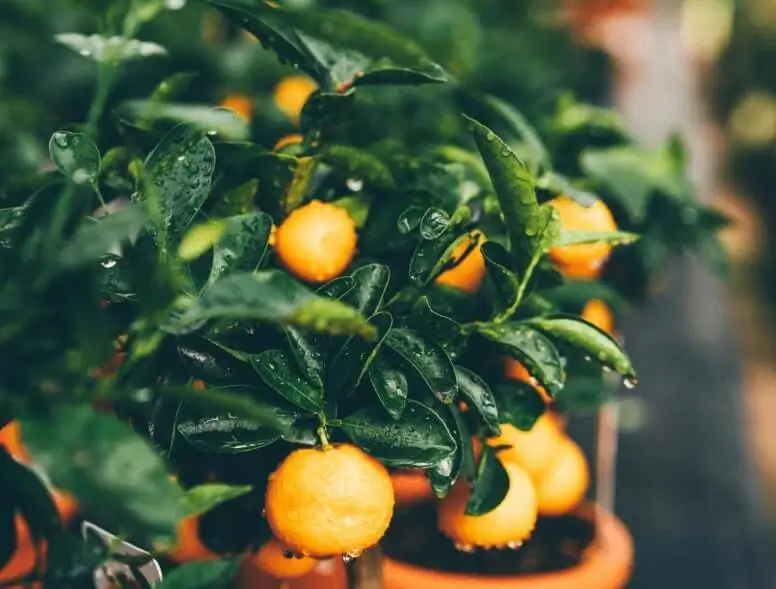 Growing Orange Trees in Containers