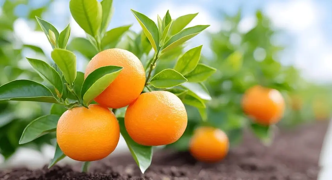 Growing Orange Trees in Containers