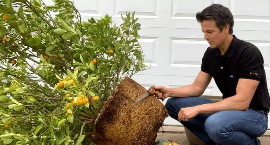 How Long Until Orange Trees Bear Fruit in Pots