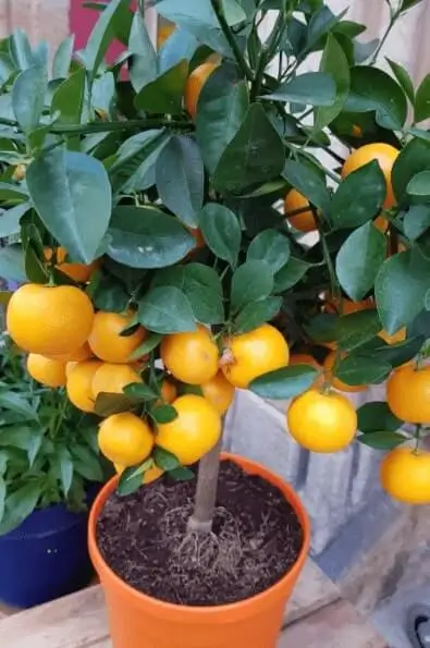 How Long Until Orange Trees Bear Fruit in Pots
