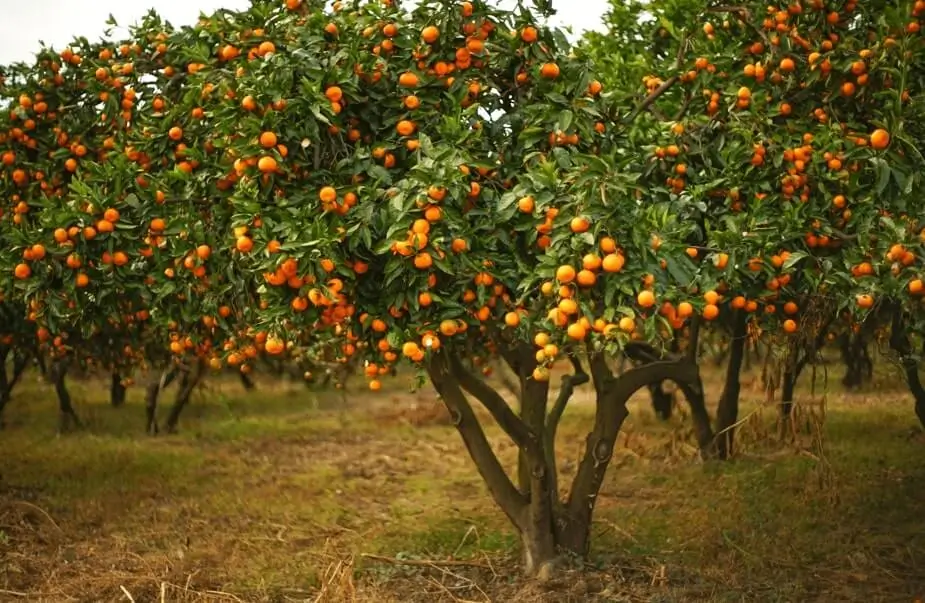 How Long Until Orange Trees Bear Fruit in Pots