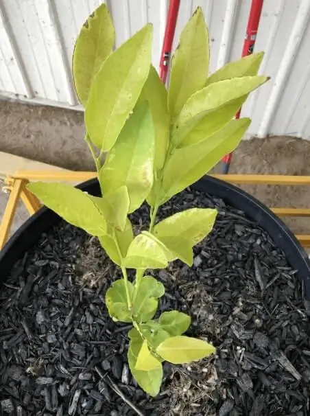 How Often to Fertilize Fruit Trees in Pots