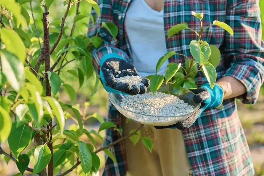 How Often to Fertilize Fruit Trees in Pots