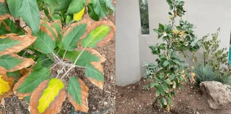 How Often to Fertilize Fruit Trees in Pots