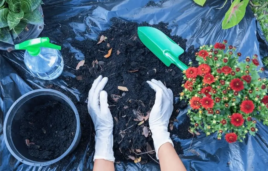 How Often to Fertilize Fruit Trees in Pots