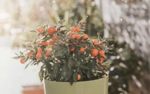 How Often to Water Fruit Trees in Containers