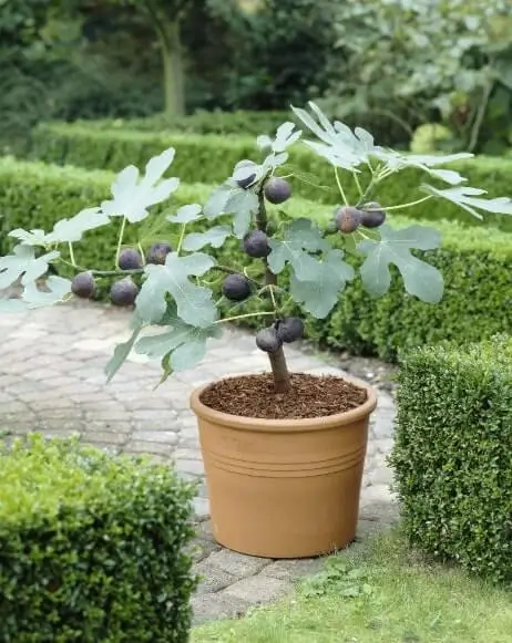 How long do fruit trees live in pots