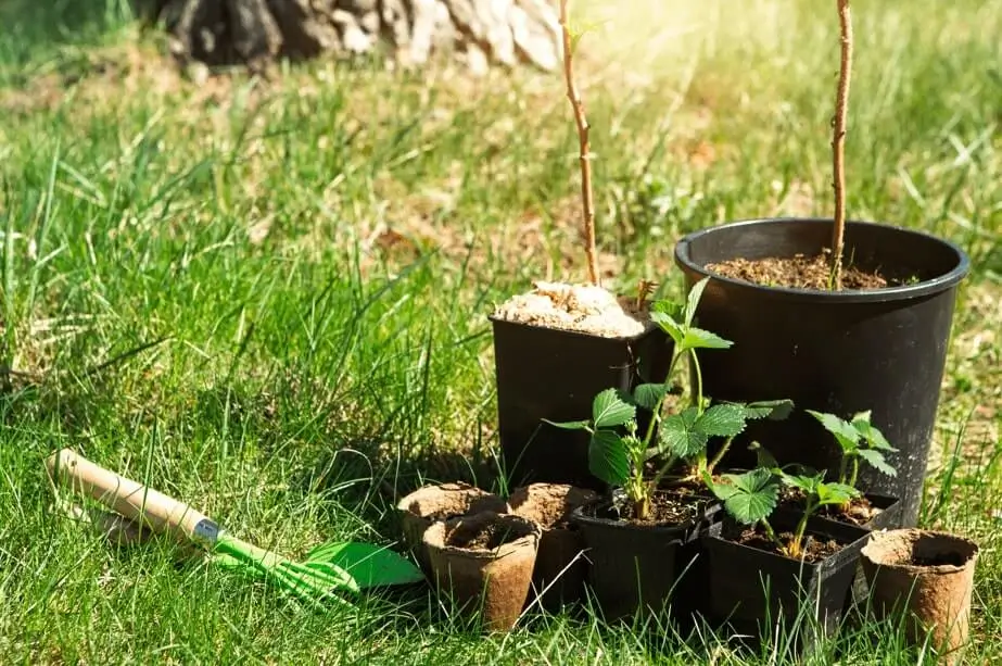 How long do fruit trees live in pots