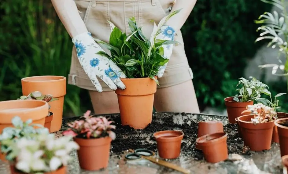 how to grow fruit in pots