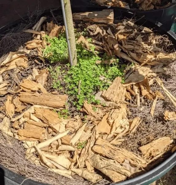 How to Make Homemade Soil Mix for Fruit Trees