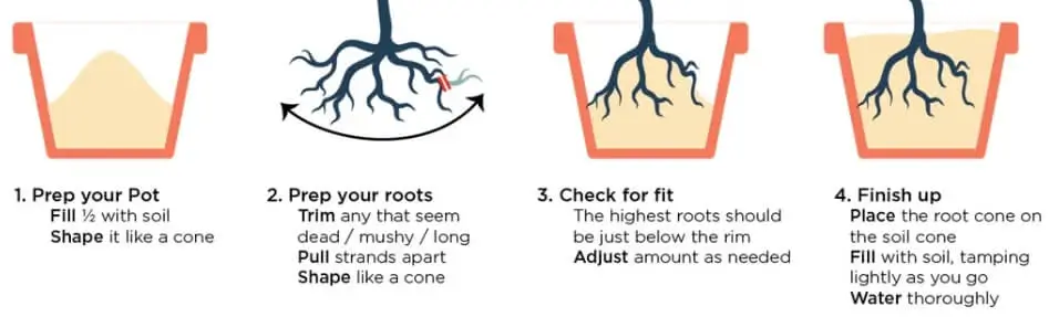 How to Repot Fruit Trees Correctly