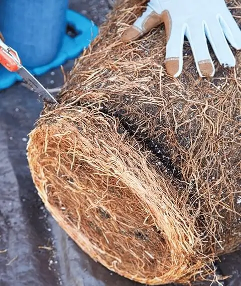 How to Repot Fruit Trees Correctly