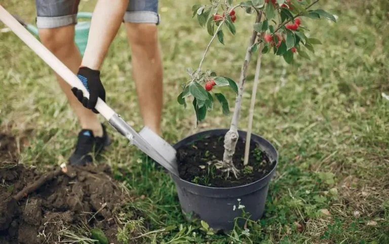 How to Repot Fruit Trees Correctly