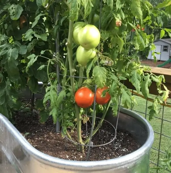 Lightweight Pots for Apartment Gardening
