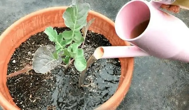 Liquid vs Granular Fertilizer for Fruit Trees