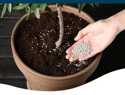 Liquid vs Granular Fertilizer for Fruit Trees